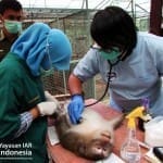 Cerita Monyet Ekor Panjang Sebelum Dilepasliar