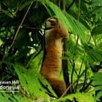 Untung, Kukang Jawa Temuan Warga Dipulangkan ke Habitatnya