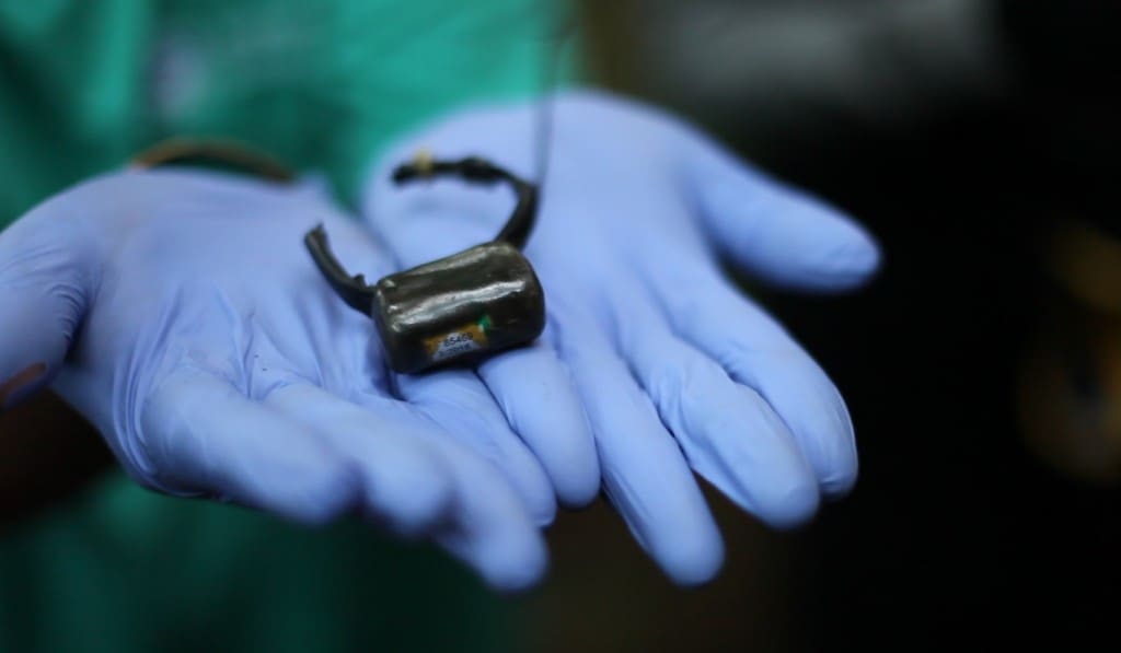Radio collar atau alat pelacak yang sebelumnya melingkar di leher Malabar. Pelepasan collar merupakan tanda berakhirnya monitoring (pemantauan) oleh tim terhadap Malabar yang dilepasliar Januari lalu. Dari hasil pemantauan, perilaku Malabar di alam sangat bagus. Malabar memanfaatkan pakan alami dan daerah jelajahnya stabil. Malabar juga terpantau melakukan aktivitas sosial dengan kukang liar hingga berhasil berkembang biak di alam.