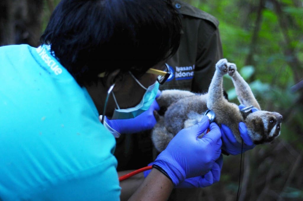 drh Purbo memeriksa kondisi terakhir kukang jawa Malabar sebelum pelepasan radio collar (alat pelacak). Pelepasan collar merupakan tanda berakhirnya monitoring (pemantauan) oleh tim terhadap Malabar yang telah dilepasliar Januari lalu di kawasan Suaka Margasatwa Gunung Sawal, Ciamis, Jawa Barat. Foto: Septianjar Muharam