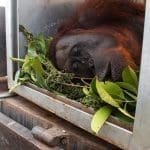 Bara dan Arang, Dua Orangutan yang Diselamatkan dari Kebakaran Hutan dan Lahan di Ketapang