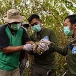 Mengembalikan Sepenuhnya Dua Kukang ke Hutan Alami