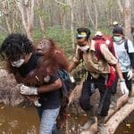 Kisah Empat Individu Orangutan yang Terselamatkan dari Api