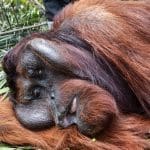 Kehilangan Rumah Habitatnya, Berat Ditranslokasi ke Hutan Sentap Kancang