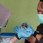 BKSDA Cirebon dan IAR Indonesia Selamatkan Bayi Kukang Tanpa Induk di Kebun Warga