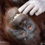 Perubahan Iklim Memburuk, Dua Orangutan Terusir dari Hutan