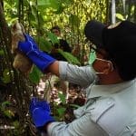 30 Ekor Kukang Jawa Kembali Hidup Bebas di Hutan Gunung Halimun Salak