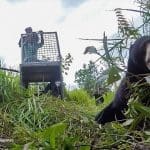 Nanjung, Beruang Bertangan Satu Kembali ke Alam Liar