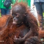 Jumlah Konflik Manusia - Orangutan Terus Bertambah, Induk Anak Orangutan Diselamatkan di Sungai Awan Kiri