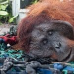 Habitat Terusik Pertambangan dan Illegal Logging, Orangutan Masuk ke Kebun Warga.