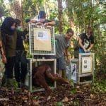 Induk-Anak Asuh Orangutan Kembali Pulang