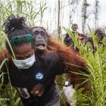 Dampak Kebakaran Hutan Masih Menekan, Penyelamatan Orangutan Terus Dilakukan