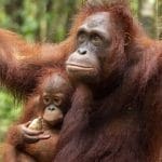 Induk Baru Bagi Bayi Orangutan Yatim Piatu