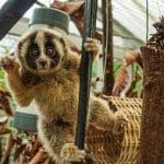Perjuangan Meli Untuk Mendapatkan Kesempatan Kembali ke Alam Bebas