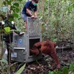 Bukit Kubing dan Bukit Baka, Suaka Untuk Satwa Korban Kebakaran dan Pemeliharaan Ilegal