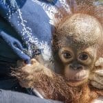 Potensi Penularan Penyakit melalui Pemeliharaan Satwa Liar, BKSDA dan IAR Selamatkan Bayi Orangutan dari Pemeliharaan Ilegal