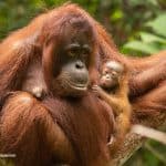 Kelahiran Generasi Baru Orangutan di Gunung Tarak Hutan Penyangga TN Gunung Palung