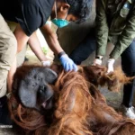 Memulangkan Orangutan Kalimantan dari Pulau Jawa