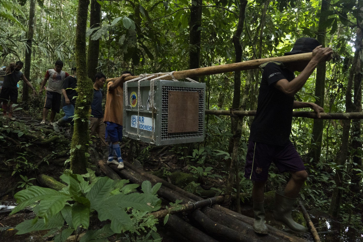 Pelepasliaran orangutan di kawasan Taman Nasional Bukit Baka Bukit Raya (TNBBBR) Kalimantan Barat.