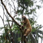 30 Individu Kukang Jawa Kembali Ke Habitatnya di TNGHS