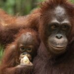 Monti dan Anggun: Dua Sosok Keberhasilan