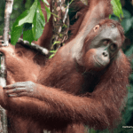 Hal-hal yang Kami Lakukan untuk Orangutan