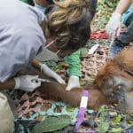 Penyelamatan Orangutan Kumbang dari Jerat Pemburu