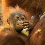 Ini Nih Salah Satu Hal yang bikin Orangutan Istimewa dan Langka
