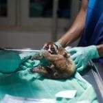 Yuk, Kita Cek Kesehatan 6 Kukang Sumatra Sebelum Dilepasliarkan