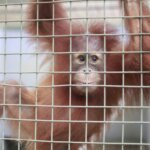 Kaka, Orangutan dari Jawa Barat tiba di Sumatera Utara