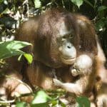 Orangutan Muria Melahirkan Bumi di Taman Nasional Bukit Baka Bukit Raya