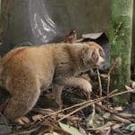 Perjalanan Enam Kukang Sumatera Menuju Hutan Batutegi Lampung