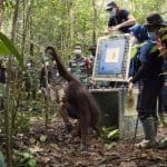 Mengantar Pulang Lima Orangutan Kalimantan Kembali ke Hutan