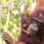 Hore! Taman Nasional di Indonesia Kembali Sukses Jadi Tempat Kelahiran Bayi Orangutan!