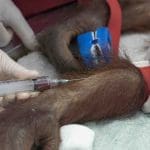 Ancaman Malaria Bagi Populasi Orangutan