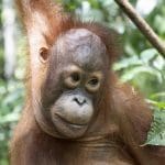 Kisah-kisah Orangutan di 2022: Dari Kesetrum Listrik Hingga Kelahiran