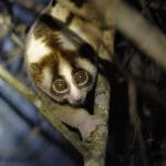 Mengantar 19 Kukang Jawa ke Gunung Botol, Kawasan Taman Nasional Gunung Halimun Salak