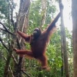 Kabar Bahagia, Orangutan "Laksmi" Kembali Melahirkan di TN Bukit Baka Bukit Raya