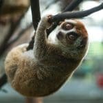 In Memoriam Hayang dan Lailasari: Dua Kukang Tertua di Pusat Rehabilitasi Kami