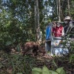 Pulih Pasca Kena Jerat, Orangutan Siap Kembali ke Habitatnya
