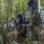 Perjuangan Orangutan Covita dari Malnutrisi Hingga Lepas Liar di Hutan