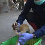 Rescue dan Release Kukang Jawa oleh BBKSDA Jabar dan YIARI: Pengembalian Satwa Malu-malu ke Alam Kareumbi