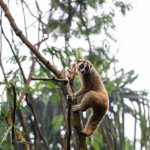 Ini Dia 3 Jenis Pakan Alami Si Primata Malam Kukang