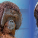 Perilaku Langka, Orangutan Kalimantan Makan Kukang