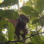 Ketahui 4 Langkah Bijak ketika Bertemu Orangutan Liar