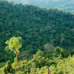 Hutan Kalimantan, Habitat bagi Primata di Indonesia