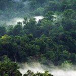 Yuk, Kenali 3 Primata Endemik Pulau Jawa!