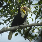 6 Fakta Julang Emas, Indikator Hutan yang Sehat dan Terjaga