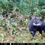 Penemuan Satwa Langka Kambing-hutan Sumatera di Hutan Lindung Batutegi, Lampung