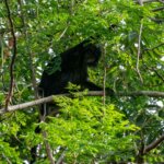 Penyelamatan Lutung Jawa di Bogor, Jawa Barat: Diduga eks Peliharaan